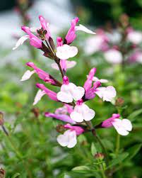 Sage Salvia Greggii Joy (2Ltr Pot)