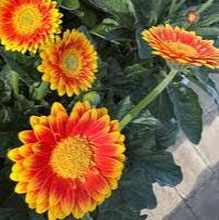 Gerbera Garvinea Sweet