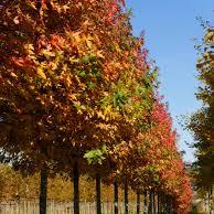 LIQUIDAMBER S. WORPLESTON