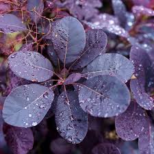 Cotinus cog. Royal Purple