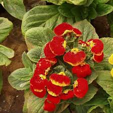 Calceolaria Calynopsis Red 2 Ltr