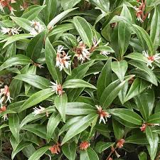 SARCOCOCCA H. WINTER GEM