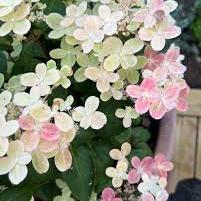 Hydrangea pan. (S)witch Ophelia  3 Ltr pot