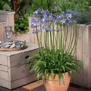 Agapanthus Amourette Blue