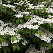 Viburnum plic. Mariesii  40-50 CM C5