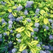 Ceanothus Zanzibar