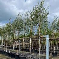 Betula Utilis  Jacquemontii std 10-12