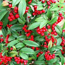 COTONEASTER WINTER JEWEL