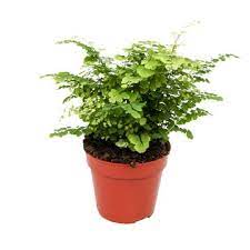 Delta Maidenhair Fern Adiantum Raddianum Fritz Luthi (12cm Pot)