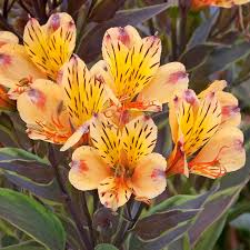 ALSTROEMERIA sp. Summer Breeze