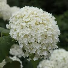 HYDRANGEA arb. Annabelle