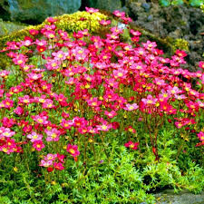 Saxifraga Red 3 Ltr