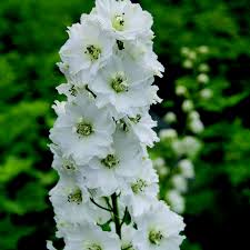 Delphinium Magic Fountain White