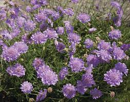 Scabiosa-Mariposa-Blue-Flower