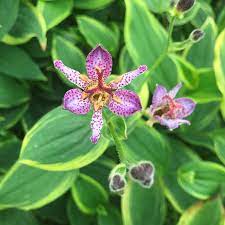 TRICYRTIS Autumn Glow