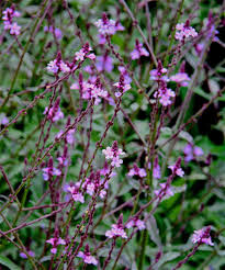 VERBENA BAMPTON