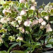 Helleborus Winterbells