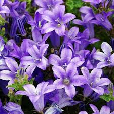 CAMPANULA MURALIS (Wall Flower)