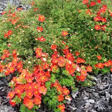 Potentilla Red Ace.