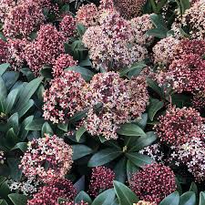 Skimmia jap. Rubella