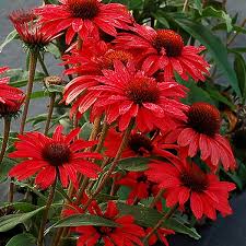 ECHINACEA Prima Ruby