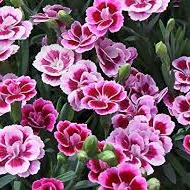 Carnation Dianthus Pink Kisses (2Ltr Pot)