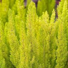 Erica Arborea Albert gold