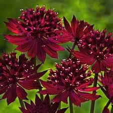 Astrantia major  Venice