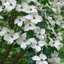 Cornus kousa chinensis