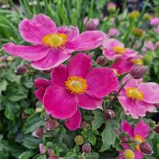 Anemone Emmy Deep Rose 3 Ltr