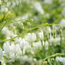 Dicentra spectabilis Alba