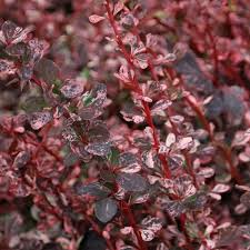 berberis Harlequin