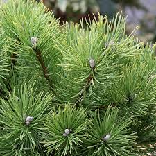 Pinus mugo Kostelnicek  25-30 CM C8