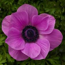 Anemone Orchid 3 Ltr