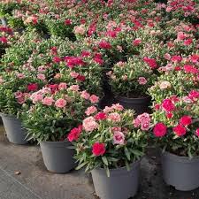 TRIXI Dianthus Sel. Oscar 2