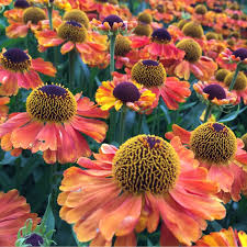 Helenium Mardi Gras