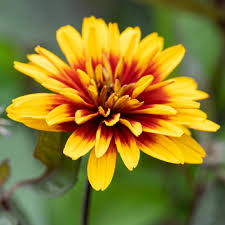 HELIOPSIS Funky Spinner