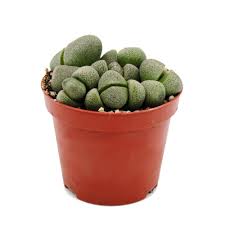 Pleiospilos nellii   P 8.5