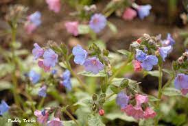 PULMONARIA-Blakes-Silver-Flower-1