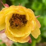 Geum Tempo Yellow