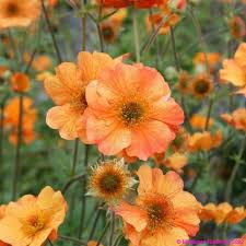 GEUM TOTALLY TANGERINE 3L