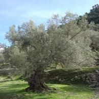 Olive Tree OLEA EUROPEA IN CVS CIOTOLA DIAM. 70 LT 90 CIRC. TR 40 - 60 CM 1/2 STD MULTITESTA