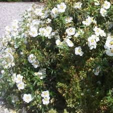 Cistus Alan Fradd 3L