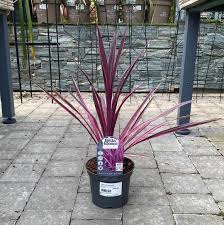 Cordyline Paso Doble