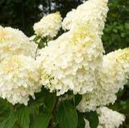 Hydrangea pan. Silver Dollar  3 Ltr pot