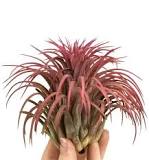 Tillandsia Ionantha Red Large