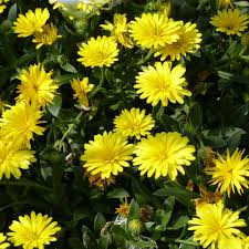 Calendula Powerdaisy Sunny