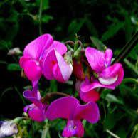 Lathyrus latifolius Red Pearl