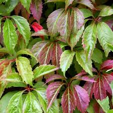 Parthenocissus quin. var engelmanii 3.0