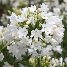 Agapanthus Eydori White